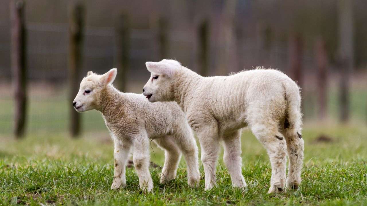 Pasqua agnelli macello