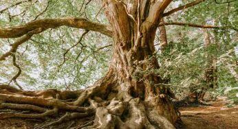 Danneggiano un albero secolare, 11 persone arrestate