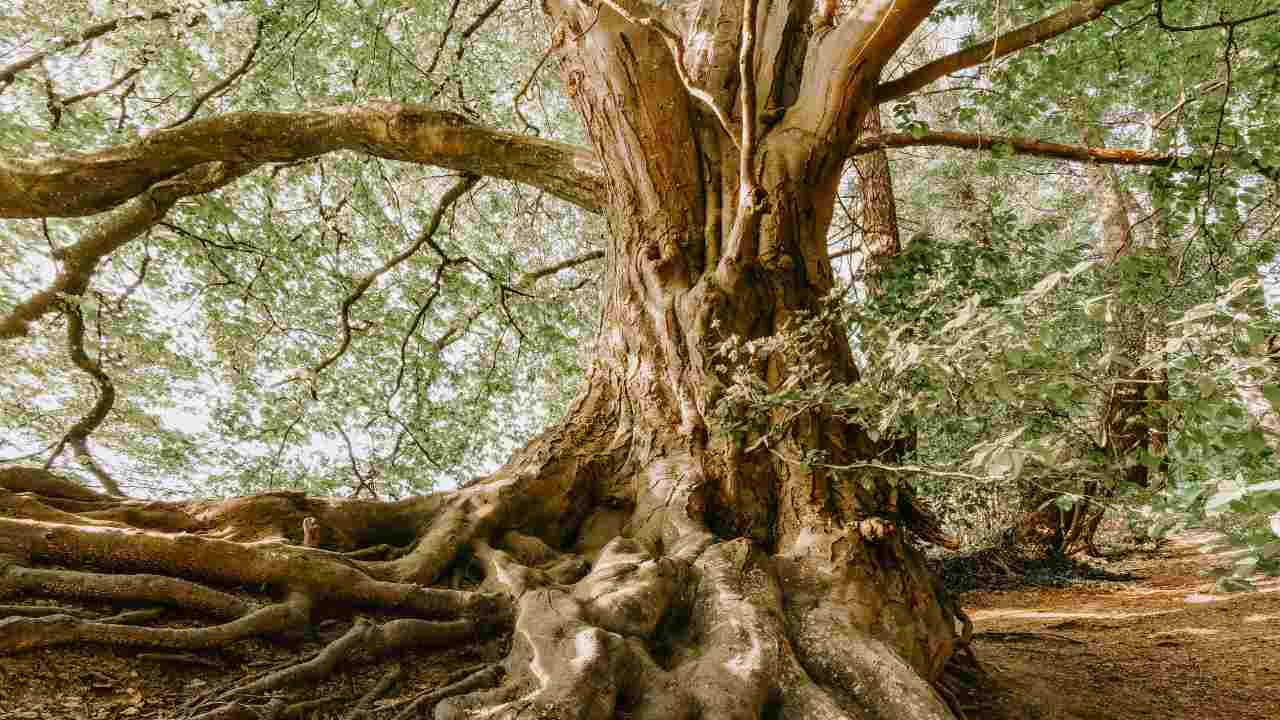 Albero secolare: è stato danneggiato, cos'è successo