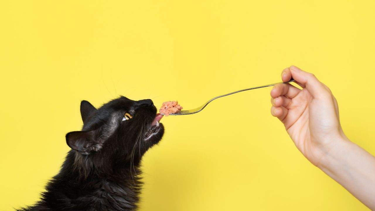 Alimentazione gatto errori lista