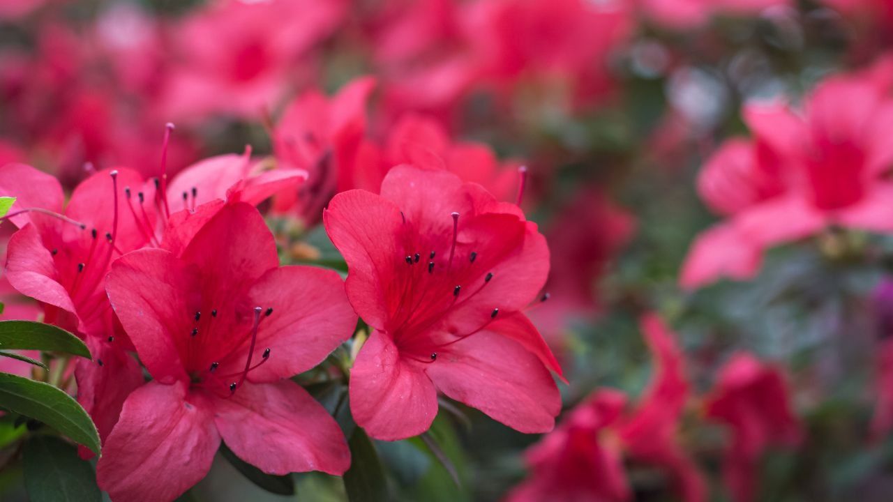 Azalea caratteristiche curiosità