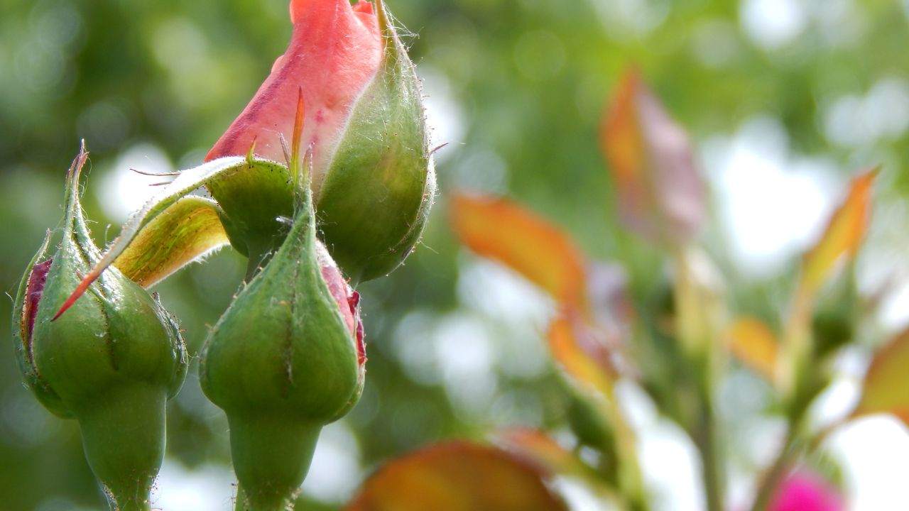 Coltiva rose coccioli metodo