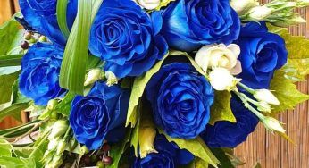 Le rose blu esistono davvero in natura? Tutta la verità
