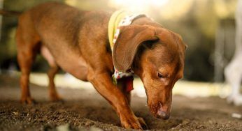 Come mai i cani scavano una buca prima di sdraiarsi?