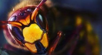 Arrivano i calabroni mortali, lanciato s.o.s. per la stagione estiva
