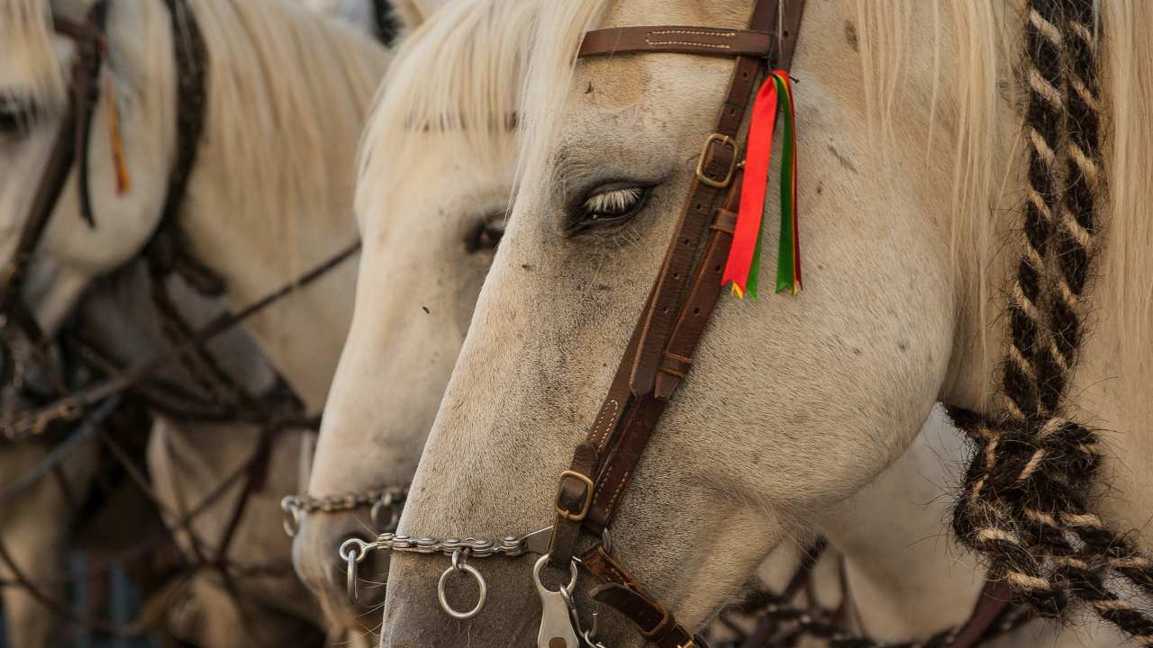 cavallo, set, signore degli anelli, muore, girare, film, serie