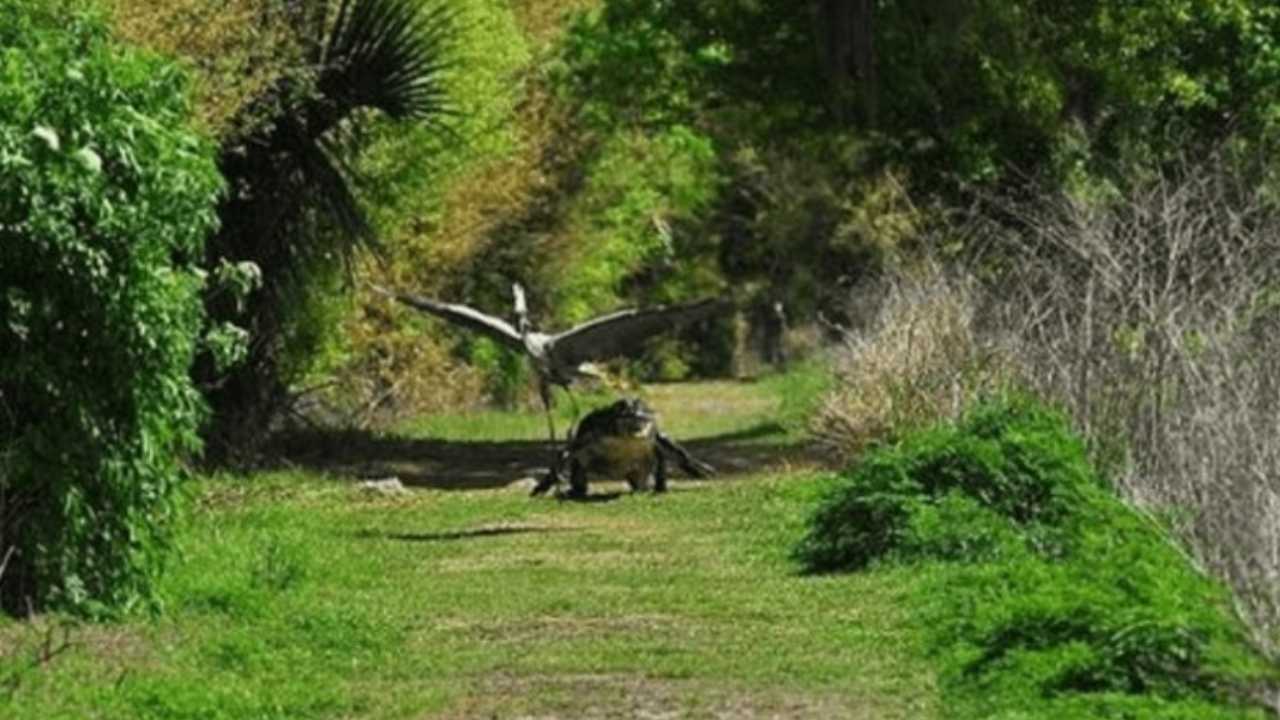 Coccodrillo insegue airone foto motivo