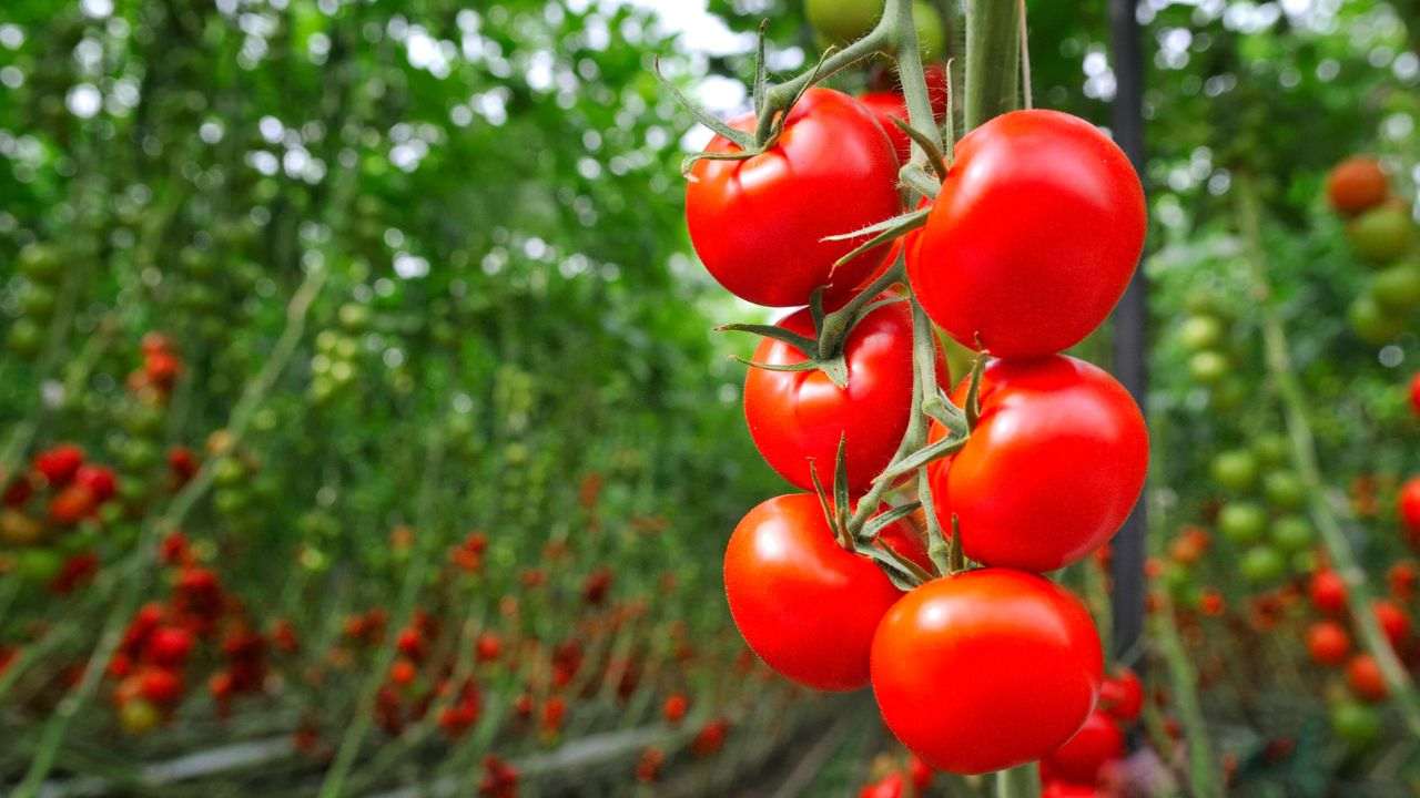 migliore concime pomodori