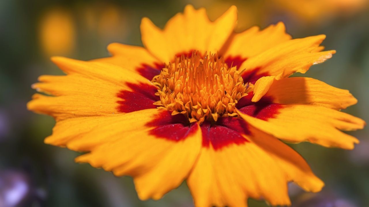 Coreopsis caratteristiche curiosità