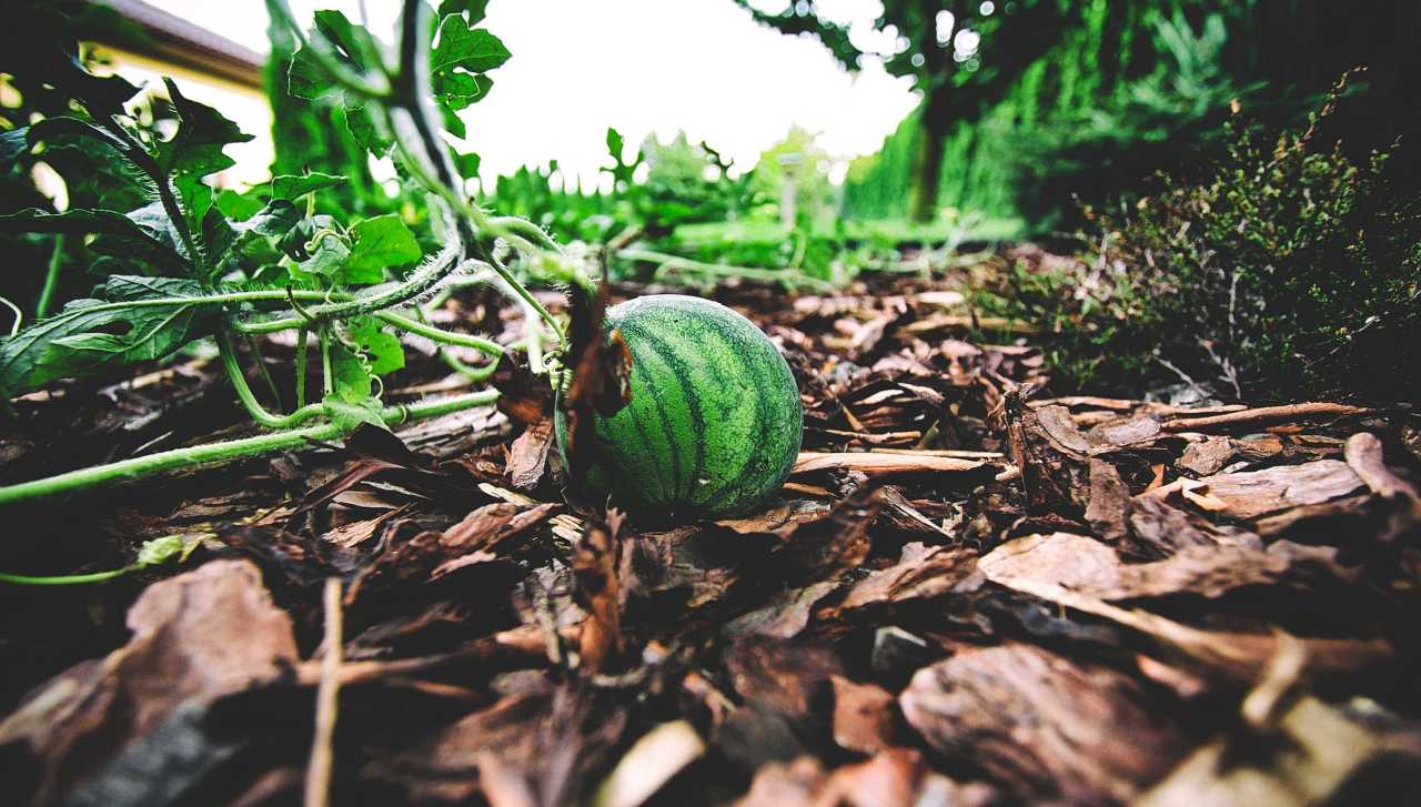 anguria, melone, frutta, orto, coltivare