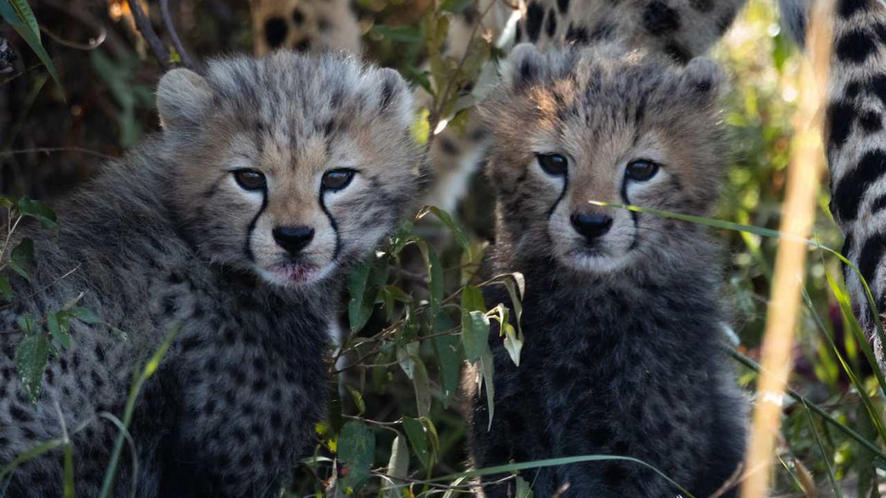 Cuccioli ghepardo nascta india