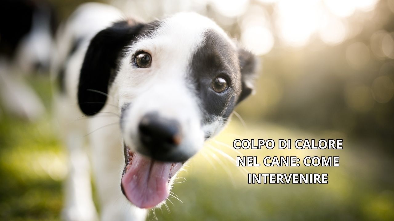 colpo calore cane