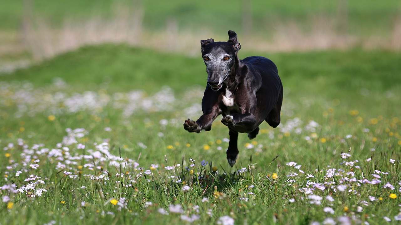 galgo adottato in america reazione