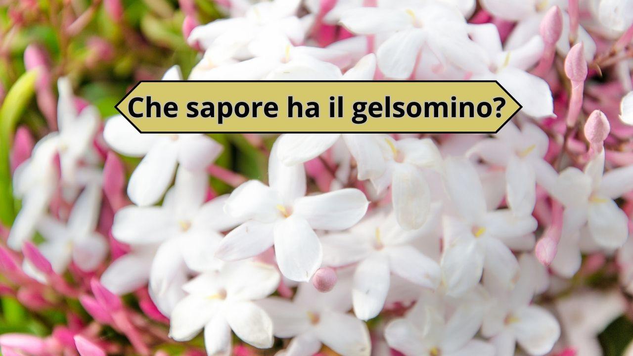 gelsomino fiore commestibile