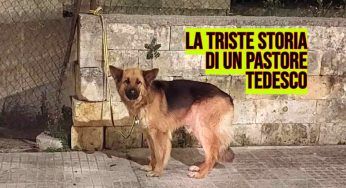Abbandonato e legato al muro, la triste storia di un pastore tedesco