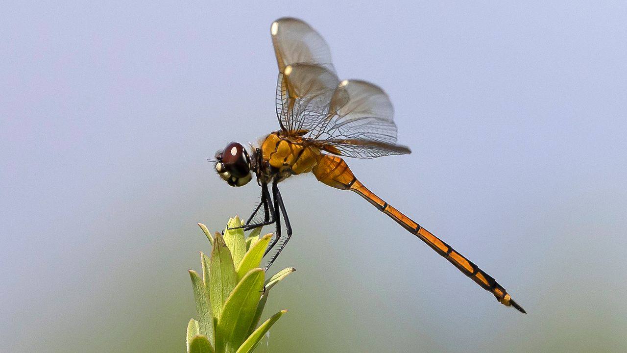 Libellula ricoperta pioggia foto