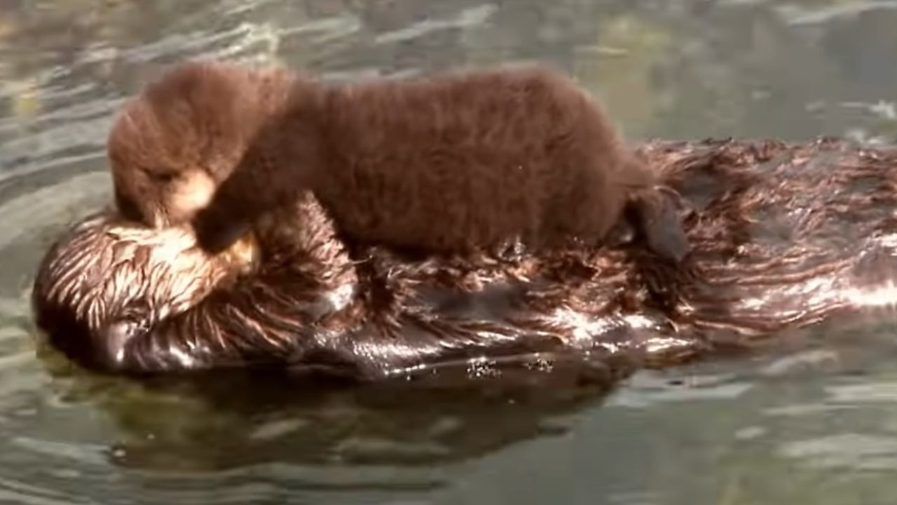 Lontra nuota cucciolo video