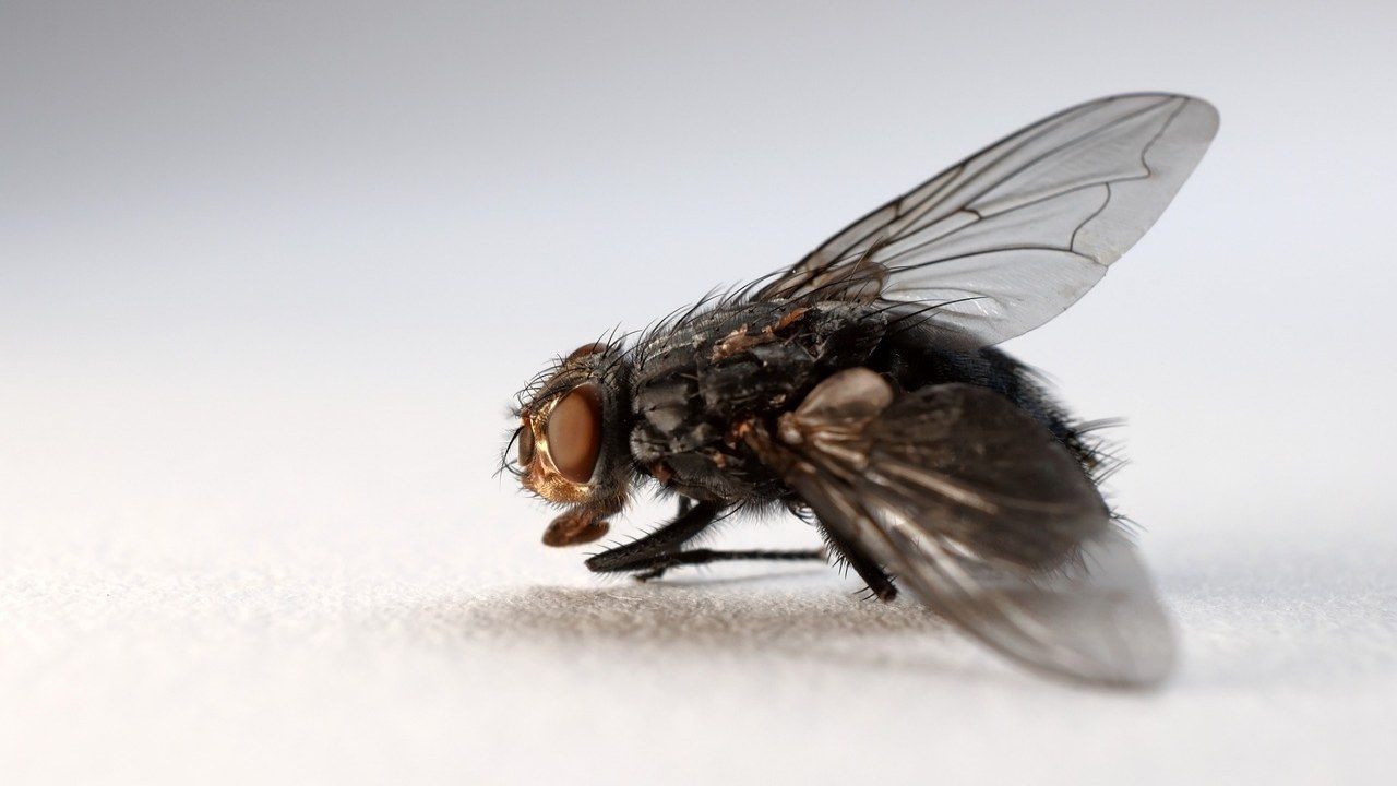 mosca australiana modifica dna per coesistere batterio