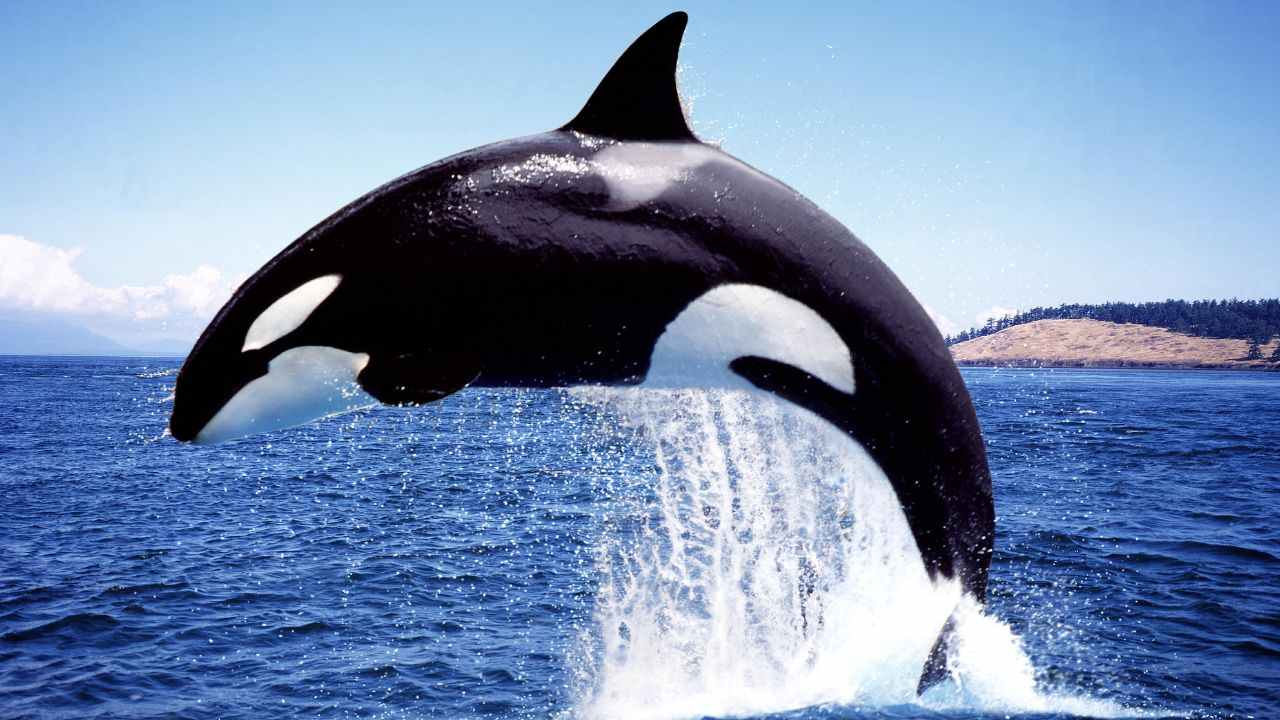 Orca Lolita libera storia