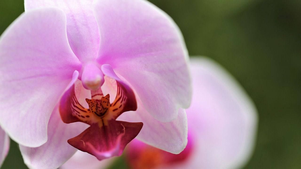 Orchidea buccia cipolla