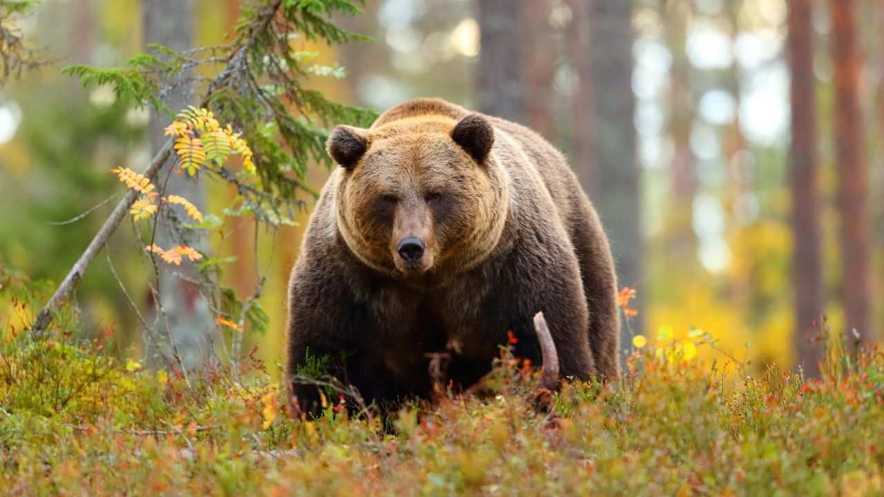 Sopravvive attacco orso racconto Rabbia