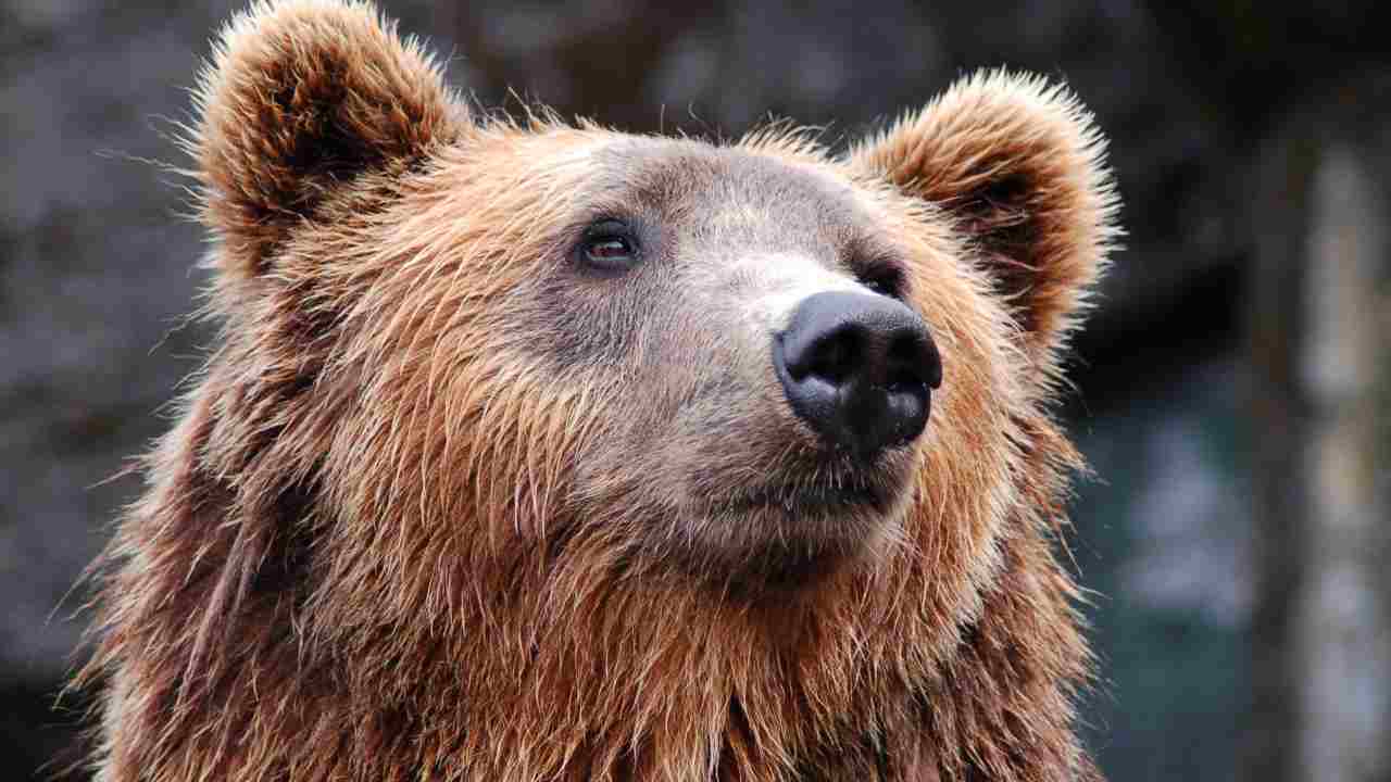 Orso: il retroscena fa il giro del mondo