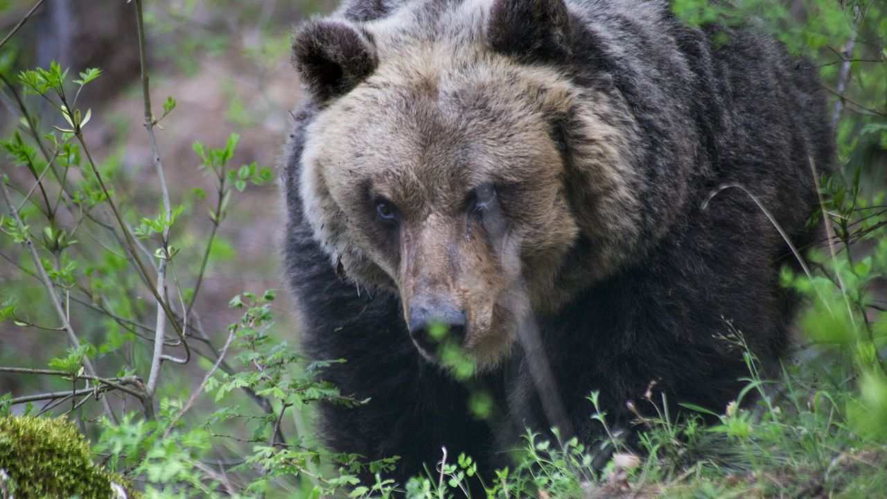 abbattimento orsi Trentino