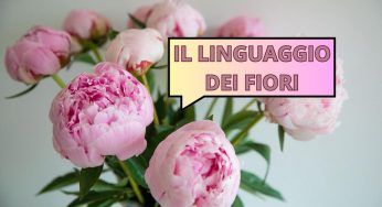 Per ogni fiore un significato, lasciati stupire dalle parole non dette