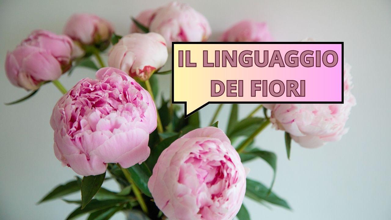 significato fiori emozioni