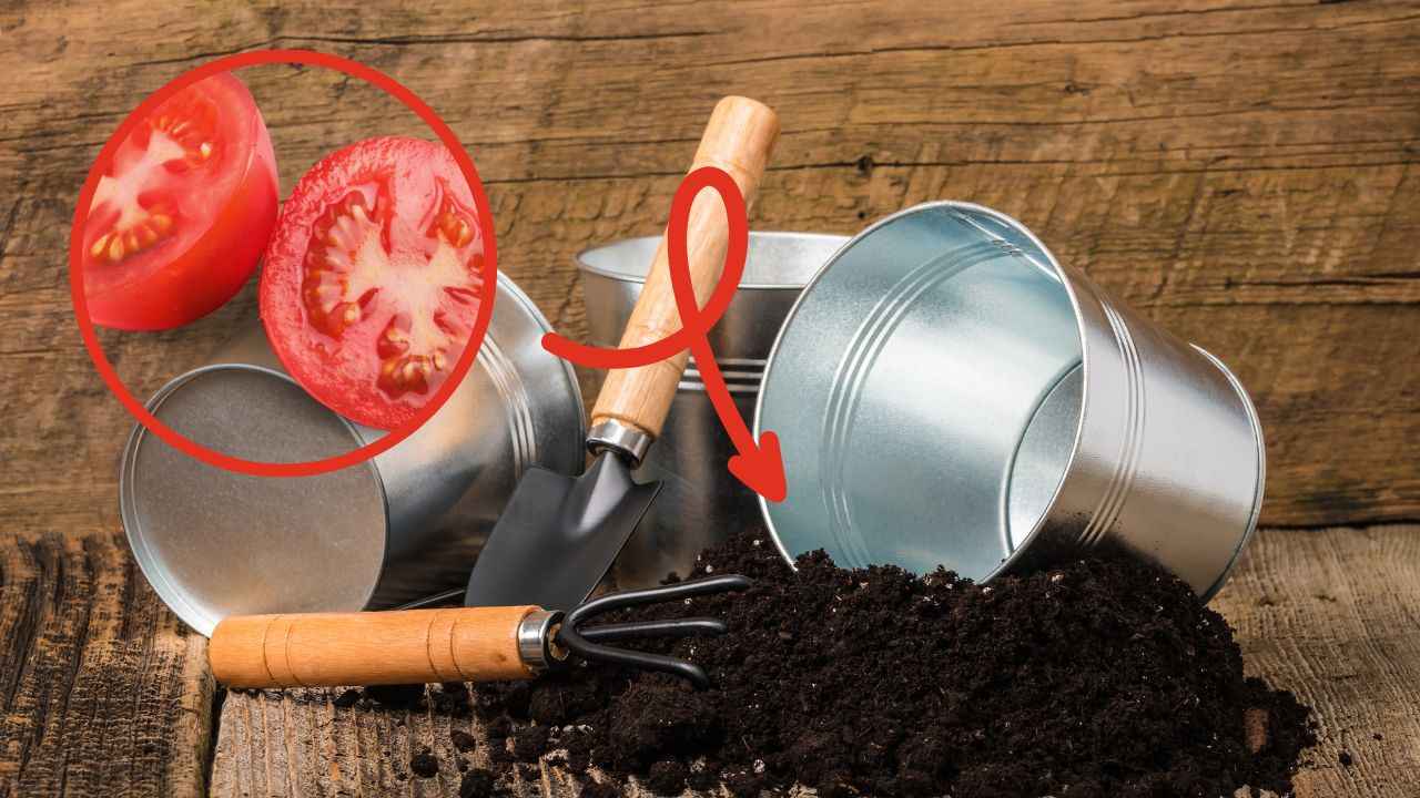 Pomodori sottoterra cosa succede