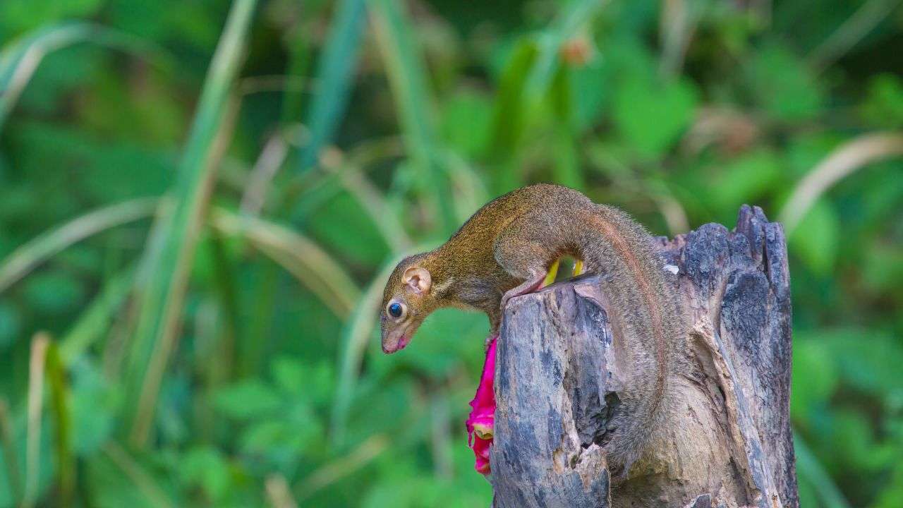 Tupaie specie ubriacona