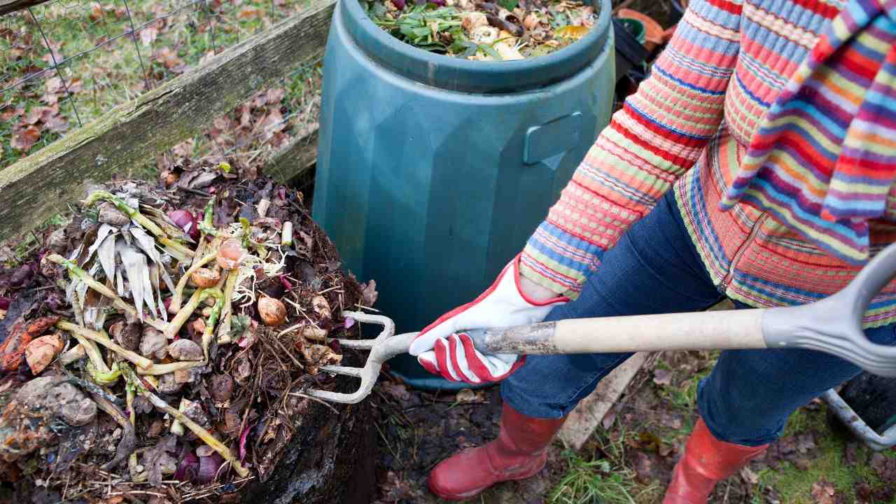 galline aiuto fare compost