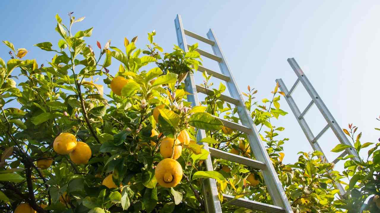 raccolta limoni pianta