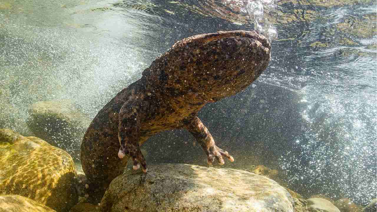 salamandra gigante giapponese