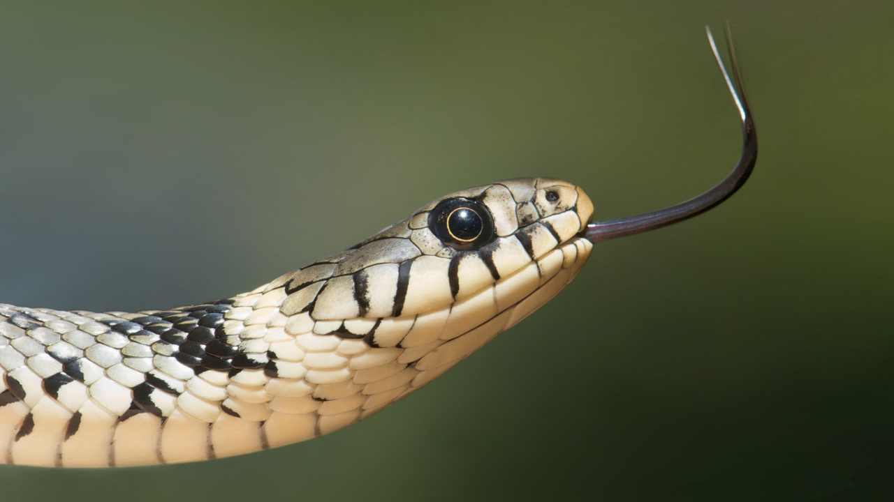 Serpente: può vivere nei condomini?