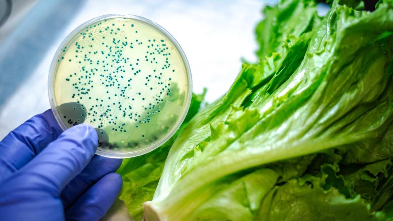 alimenti vegetali contaminati