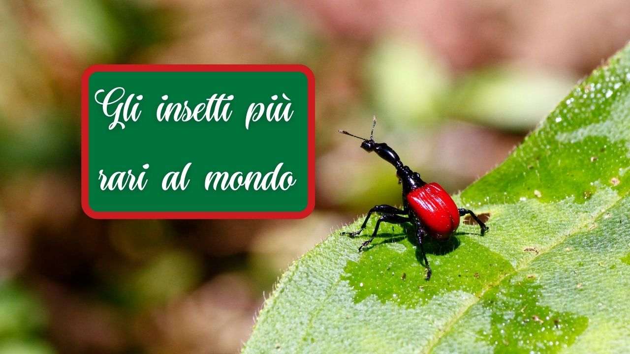 insetti rari mondo