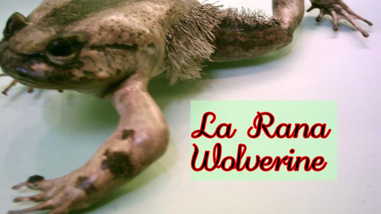 Rana Wolverine rompe ossa