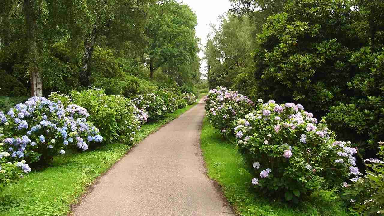 Viale giardino