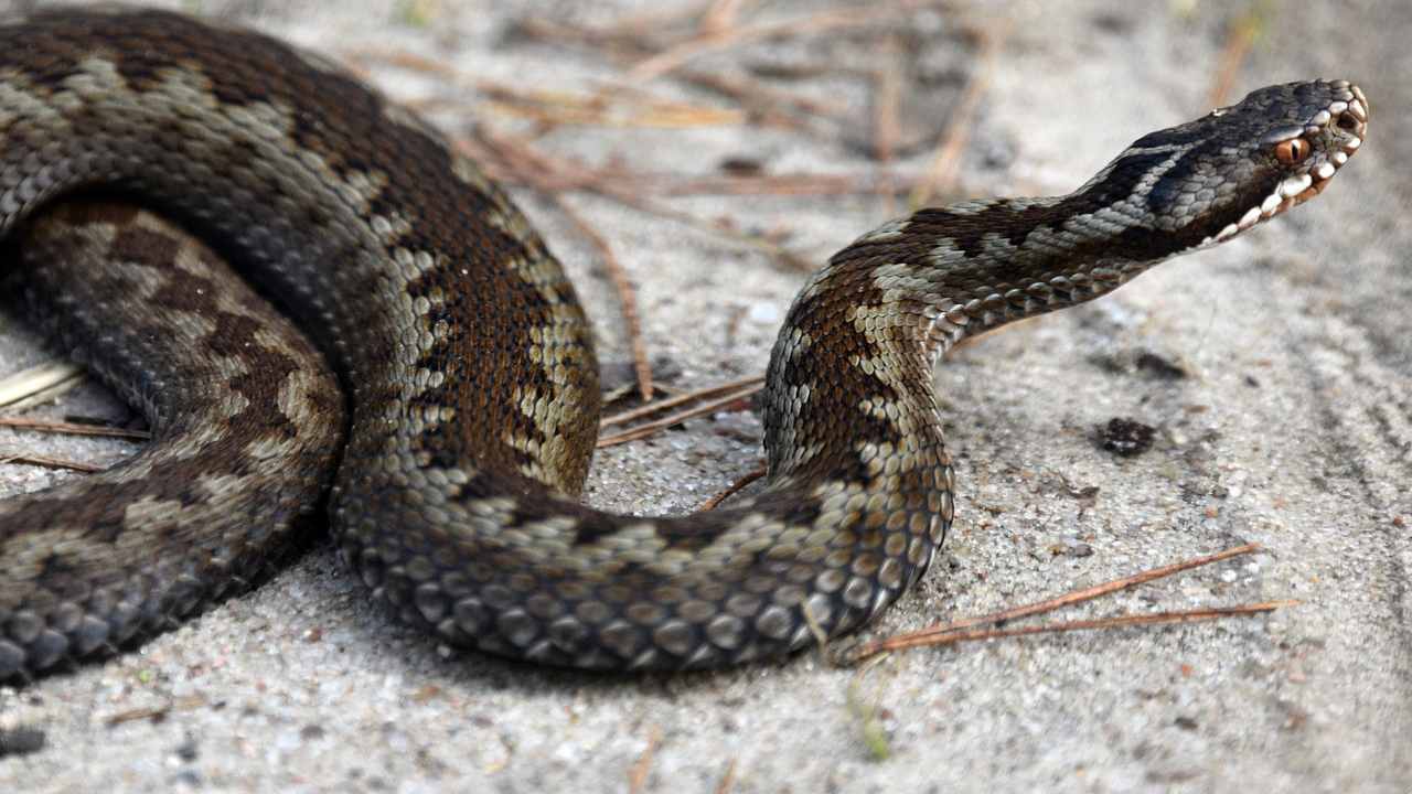 come curare il cane quando morso da vipera