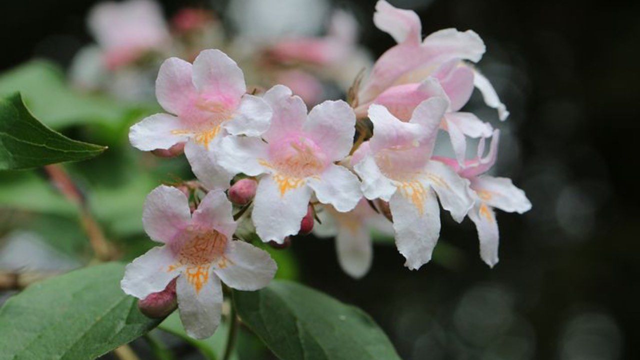 abelia scheda tecnica