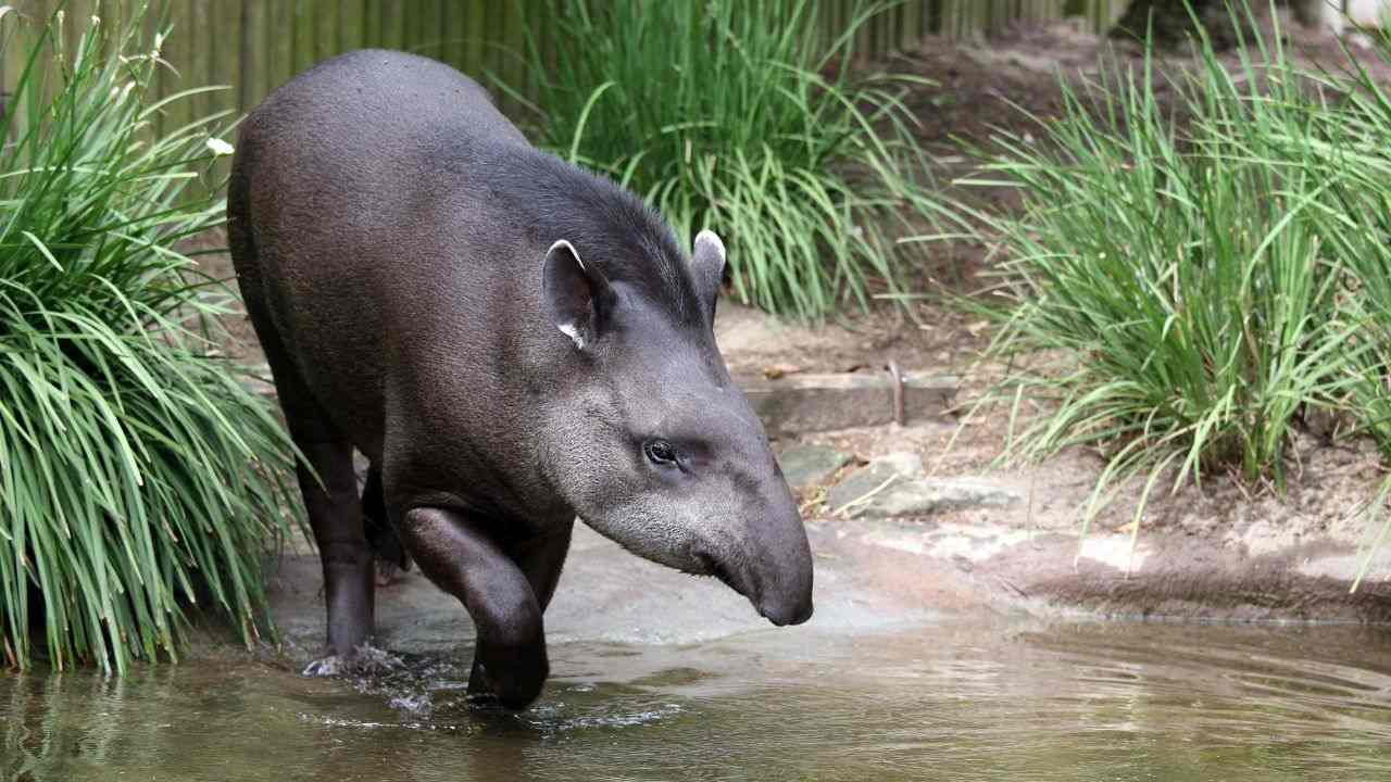 caratteristiche particolari tapiri