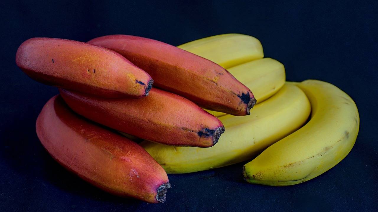 Banane rosse benefici