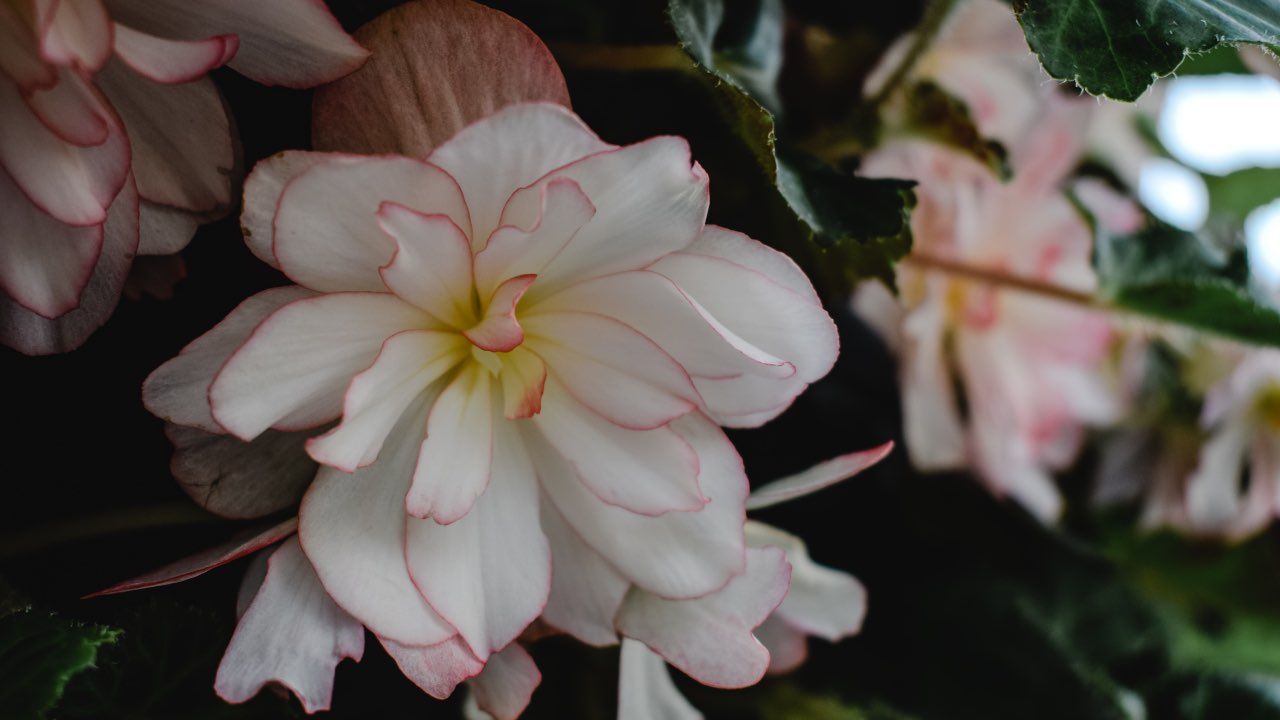 begonia pianta terriccio