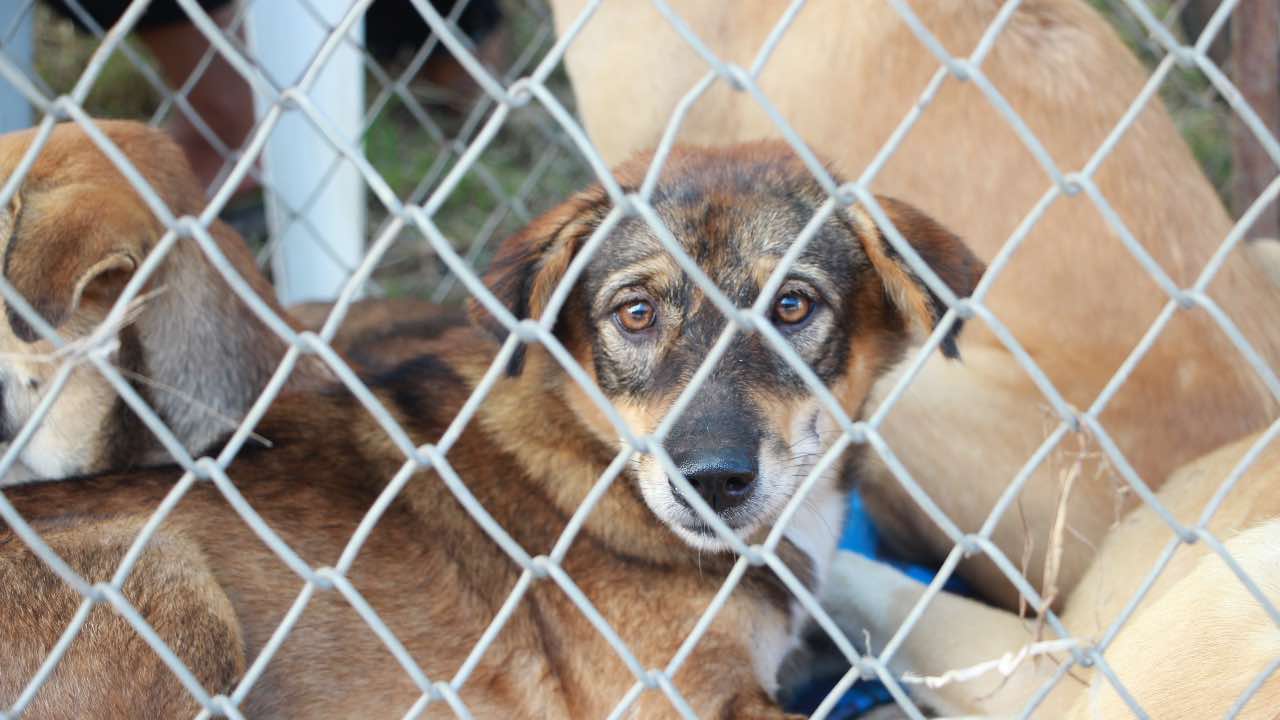 cane tristissimo trasformazione