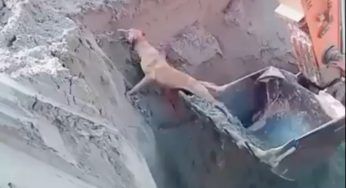 Cane cade in una buca, si tenta il tutto e per tutto per salvarlo – VIDEO