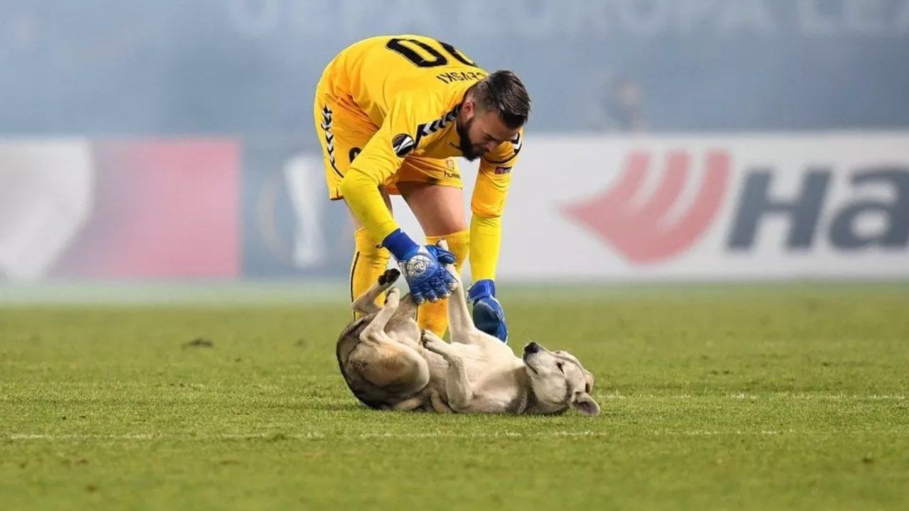 cane invasione campo