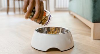 Come pulire la ciotola del cane: utili accorgimenti per evitare intossicazioni