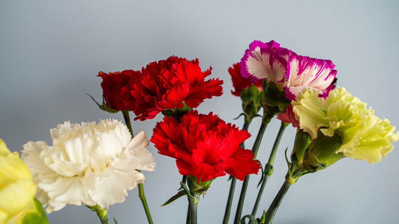 dianthus pianta curiosità