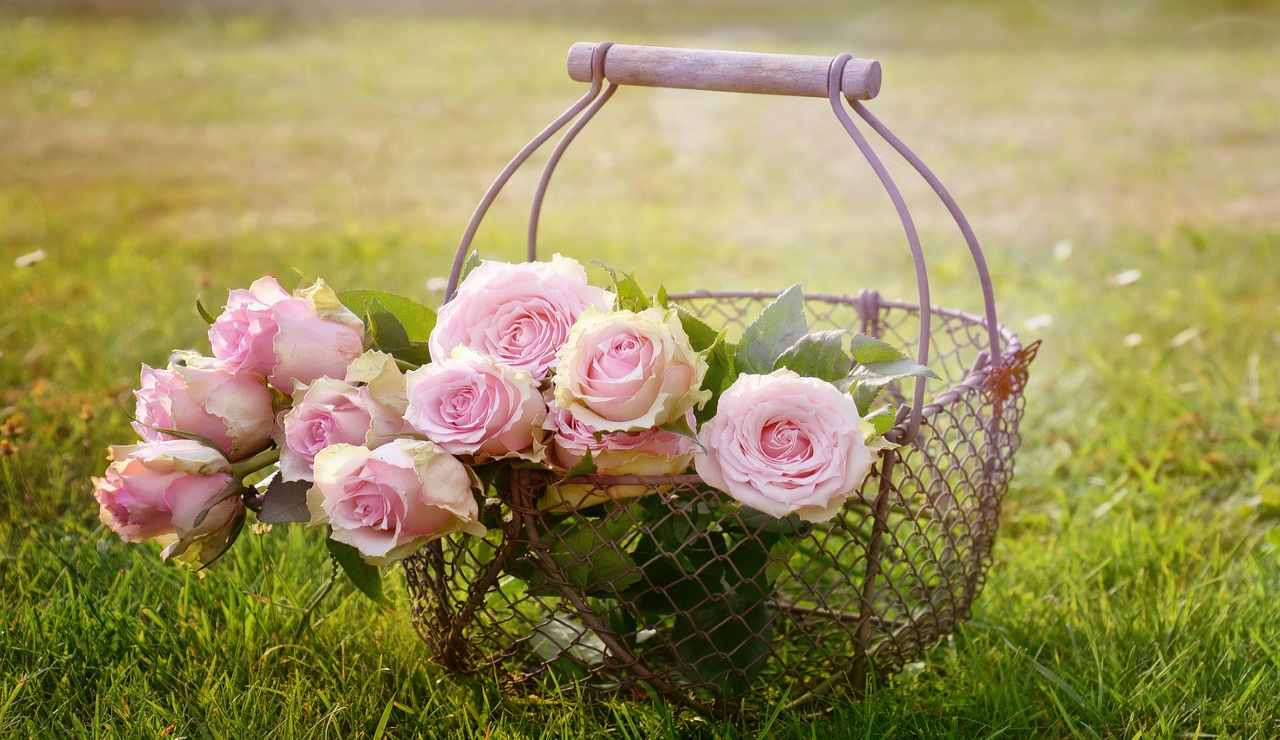 scopri il fertilizzante magico per le tue rose